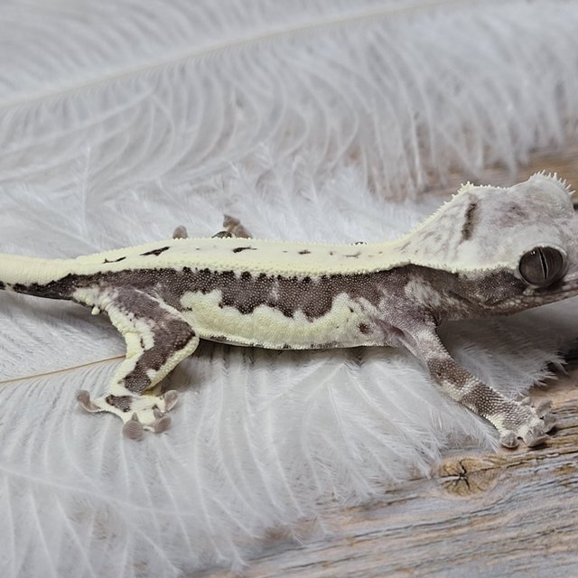 릴잔틱 아잔틱 프라푸치노 카푸치노