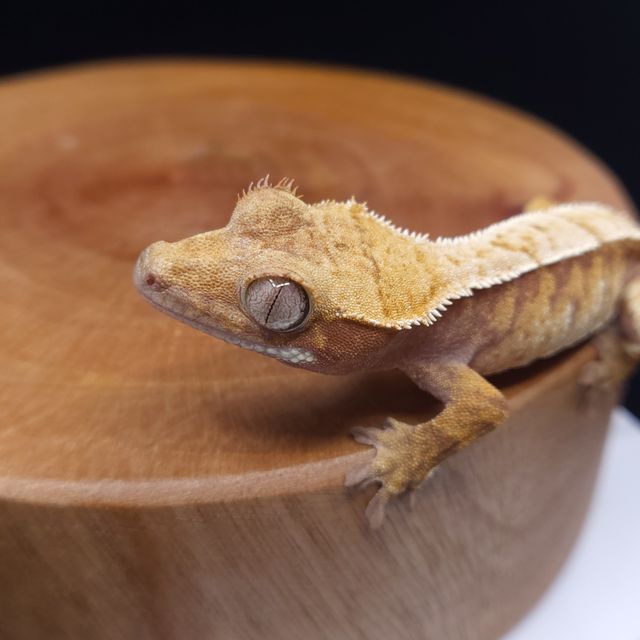 노멀 트라이 익스트림할리퀸 레드