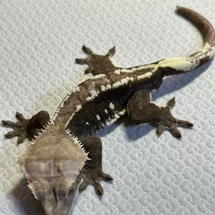 아잔틱
