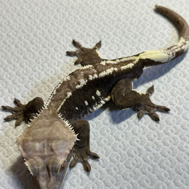 아잔틱