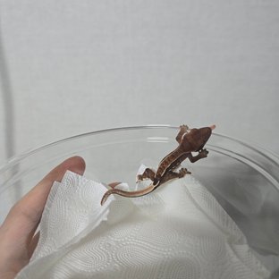 카푸치노 풀핀