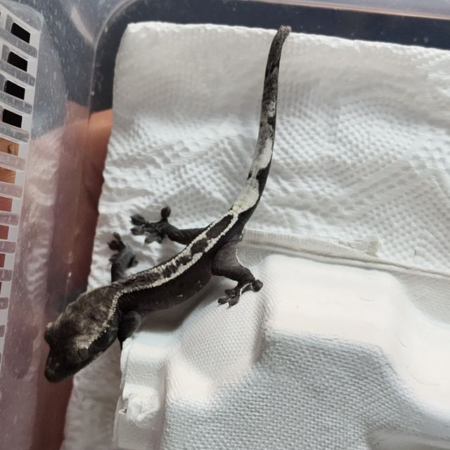 아잔틱