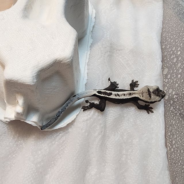 아잔틱