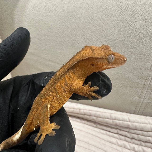 100%헷아잔틱 팬텀