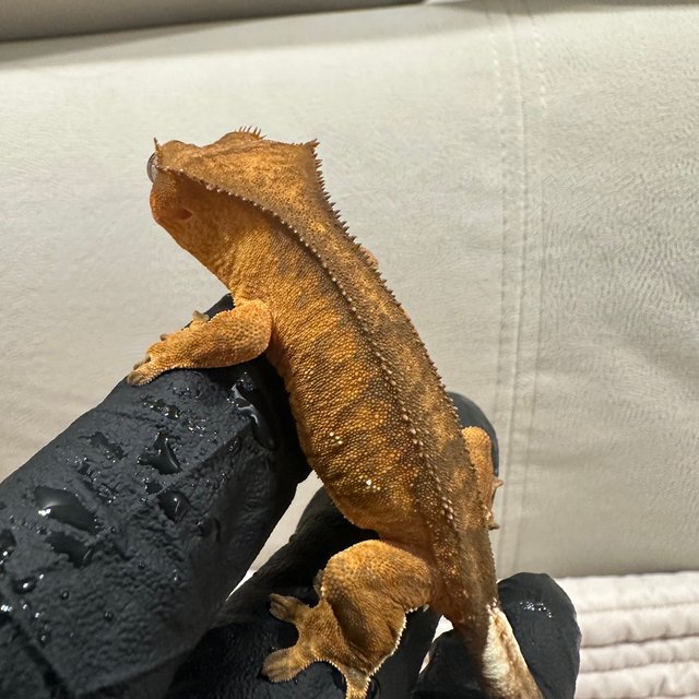 100%헷아잔틱 팬텀