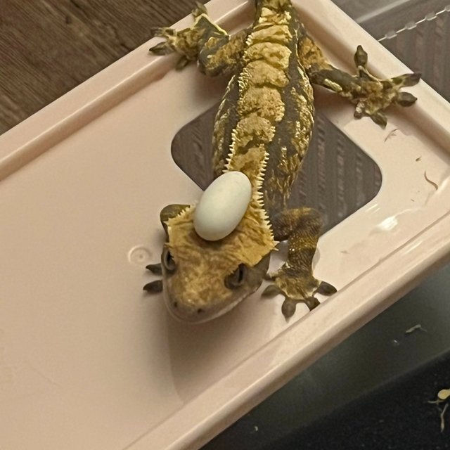 노멀 익스트림할리퀸