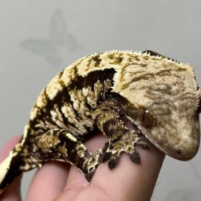 노멀 익스트림할리퀸