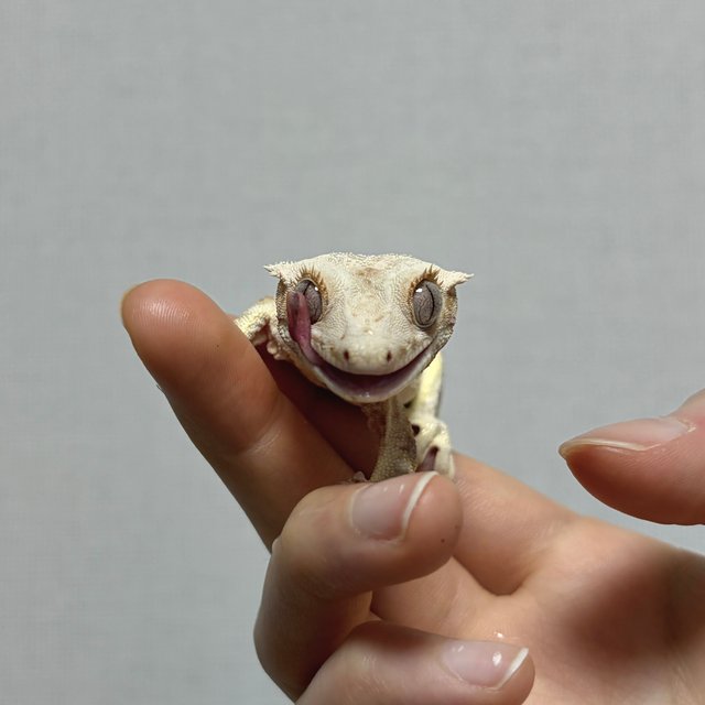 릴리화이트 솔리드백