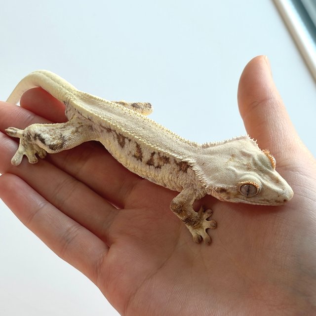 릴리화이트 솔리드백