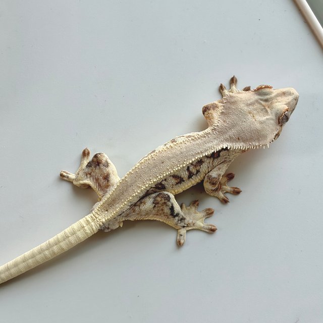 릴리화이트 솔리드백