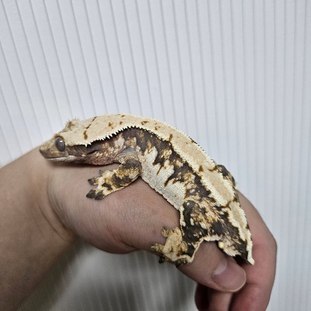 노멀 트라이 익스트림할리퀸