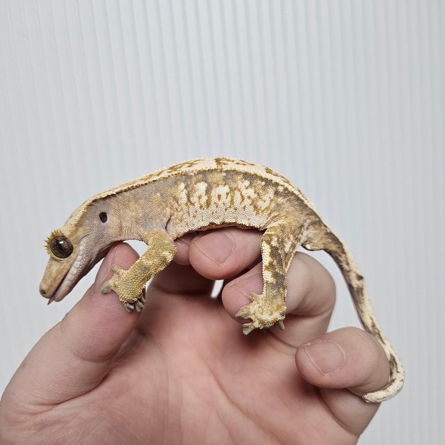 노멀 트라이 익스트림할리퀸