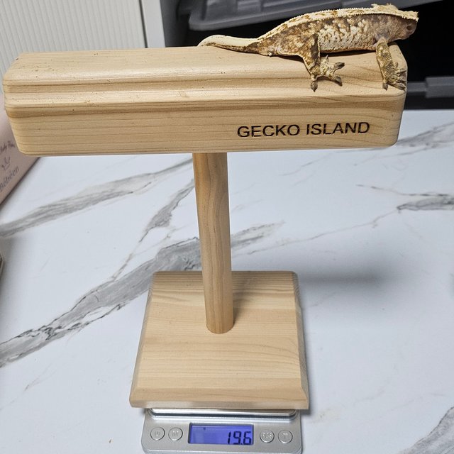 노멀 트라이 익스트림할리퀸