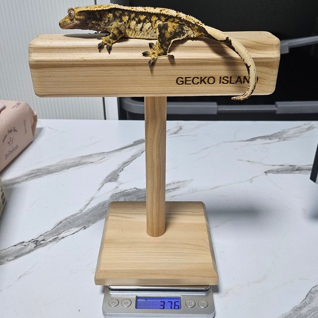 노멀 트라이 익스트림할리퀸