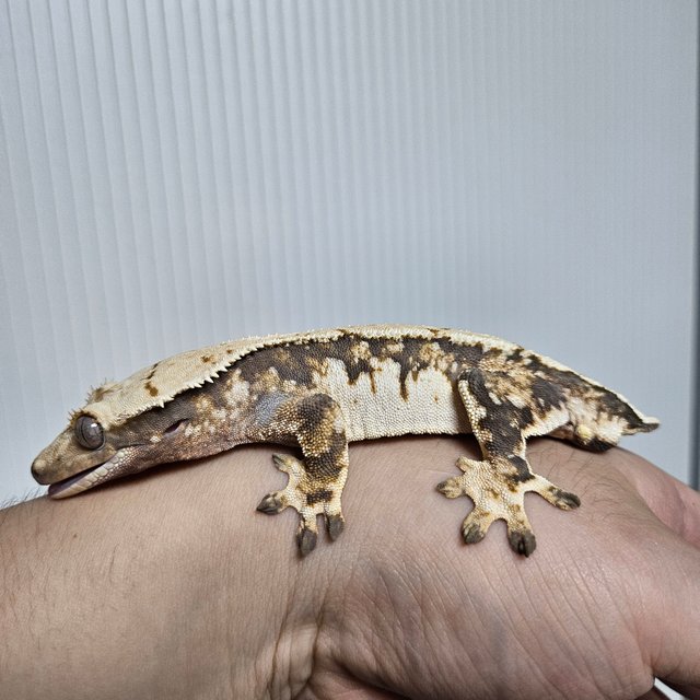 노멀 트라이 익스트림할리퀸