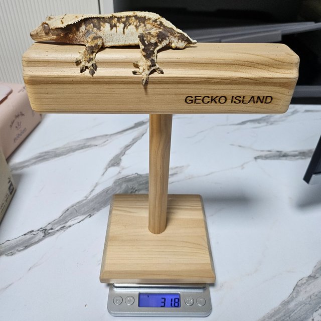 노멀 트라이 익스트림할리퀸