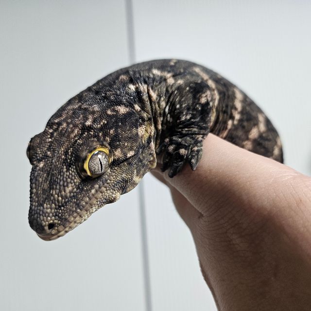 하키토 레드바