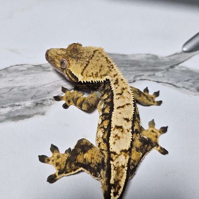 노멀 트라이 익스트림할리퀸