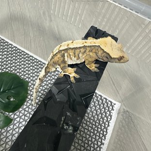 텐저린 트라이 익스트림할리퀸