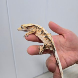 트라이 익스트림할리퀸