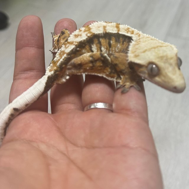 트라이 익스트림할리퀸