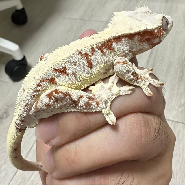 레드 릴리화이트