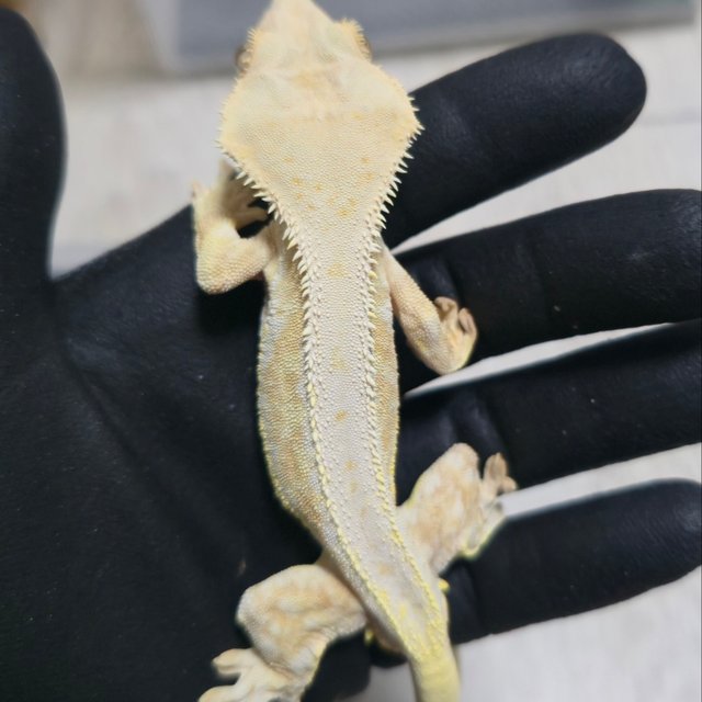 릴리화이트 크림