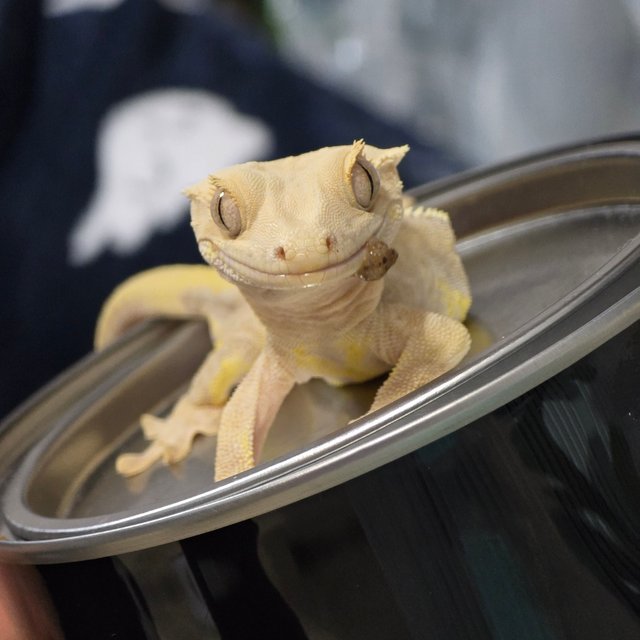 릴리화이트 크림