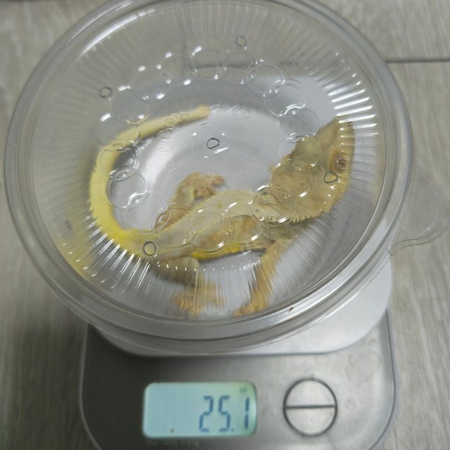 릴리화이트 크림