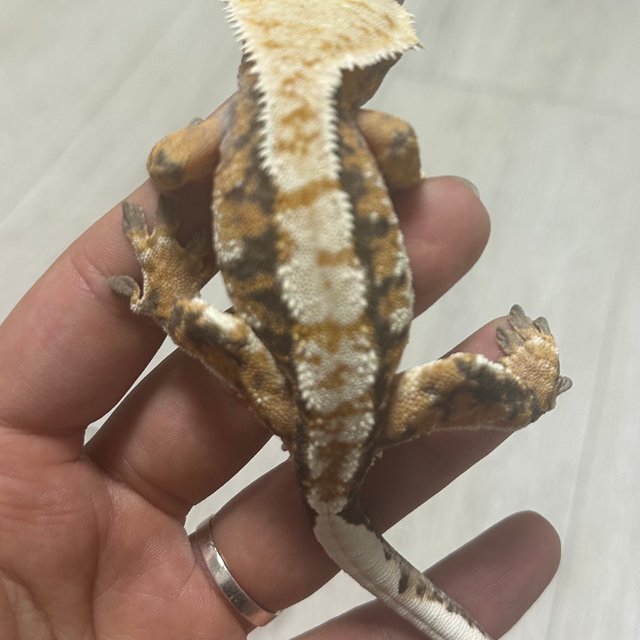 트라이 익스트림할리퀸