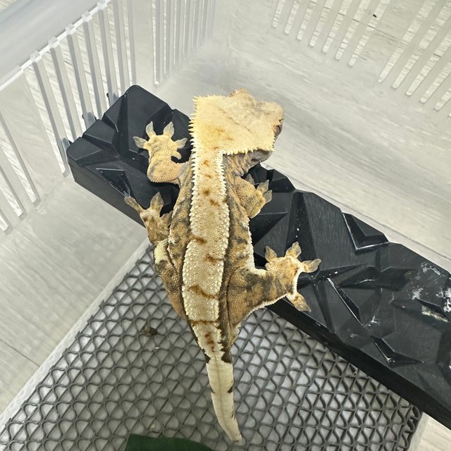 텐저린 트라이 익스트림할리퀸