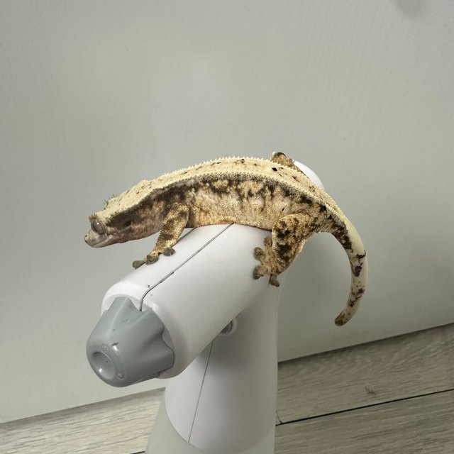 노멀 드리피 트라이 풀핀