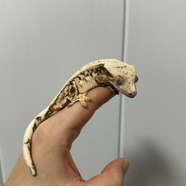 노멀 드리피 트라이 풀핀