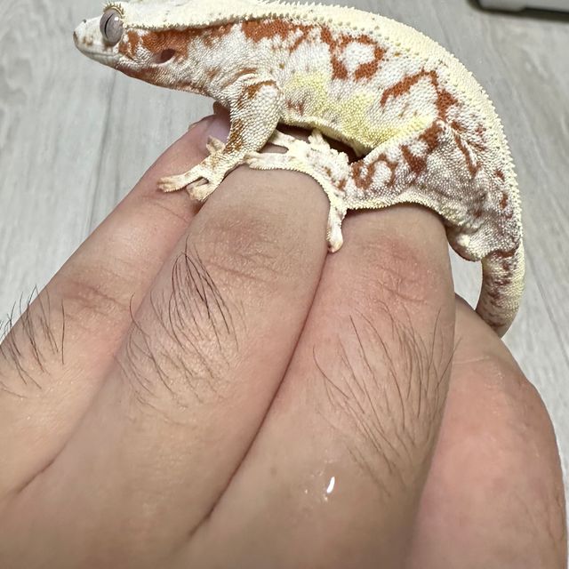 레드 릴리화이트