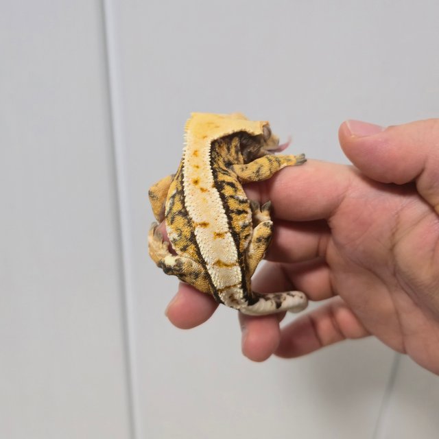 텐저린 트라이 익스트림할리퀸