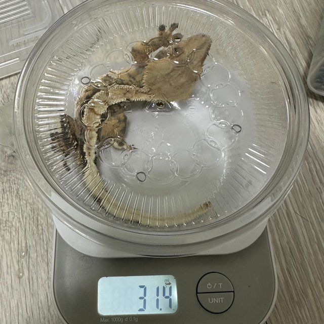 텐저린 트라이 익스트림할리퀸