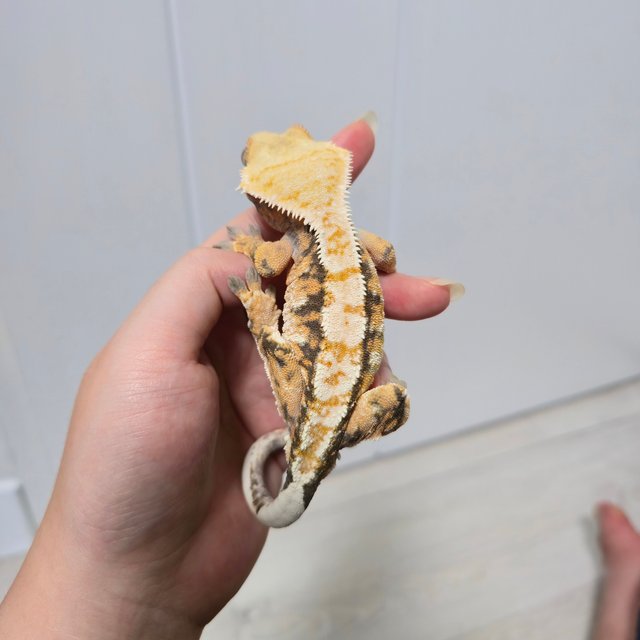 트라이 익스트림할리퀸