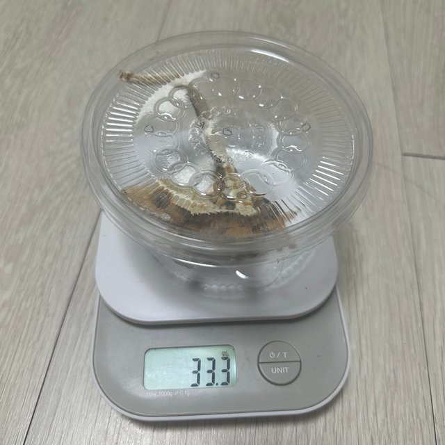 트라이 익스트림할리퀸