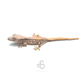 릴리화이트 핀스트라이프