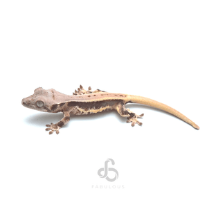 릴리화이트 핀스트라이프