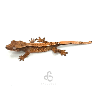 익스트림할리퀸