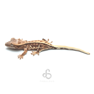 릴리화이트 트라이