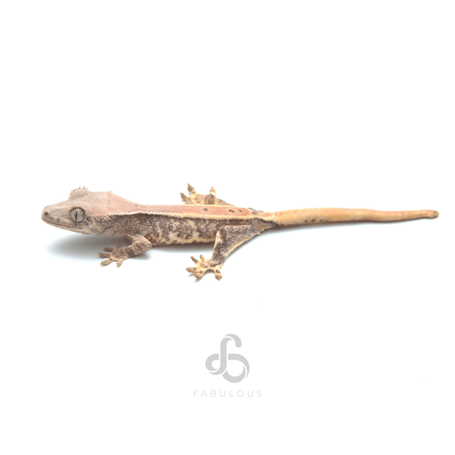 릴리화이트 핀스트라이프