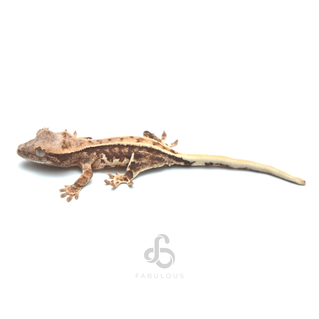 릴리화이트 트라이