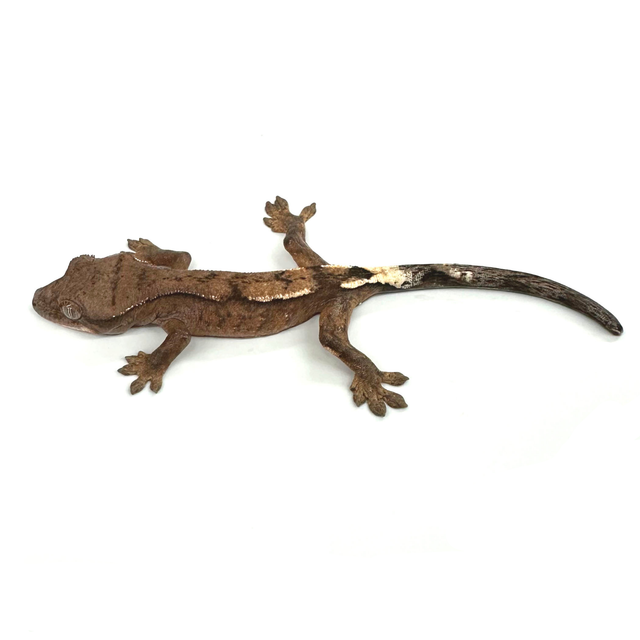 세이블