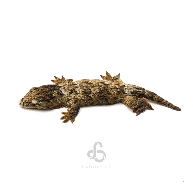 포인디미에 다크