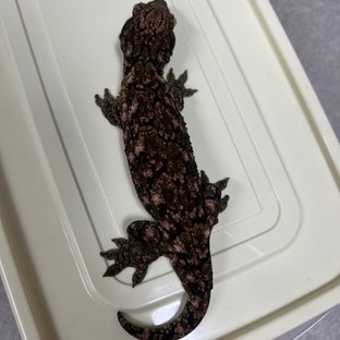 동배