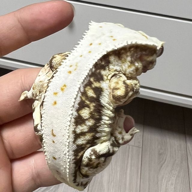 릴리화이트