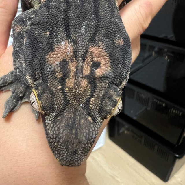 코기스 하이 컬러 GTX 레드바