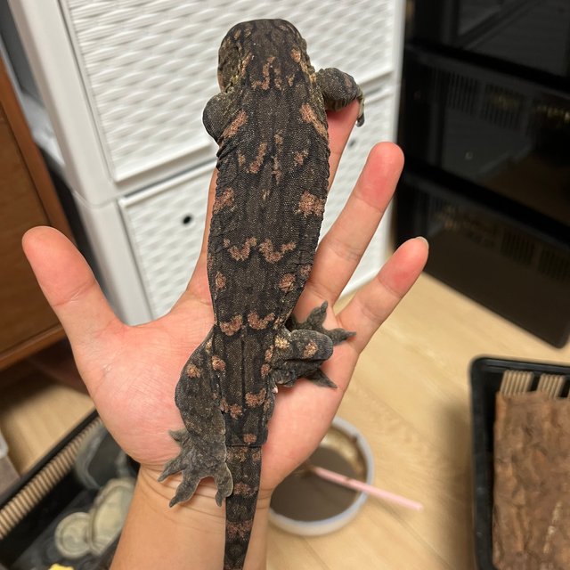 코기스 하이 컬러 GTX 레드바